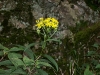 Huangshan (Yellow Mountain), Anhui province